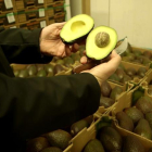 El cultivo del aguacate en México ha atraído al crimen organizado.