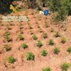 Confiscadas más de 2.000 plantas de marihuana en Os de Balaguer