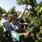 Els trenta turistes que van participar ahir en la ruta d’Aitona en Fruita van poder recollir nectarines i emportar-se-les a casa.