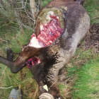Una de les ovelles mortes com a conseqüència de l’atac del llop.