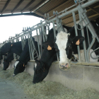 Vaques en una explotació de llet situada a les comarques de Lleida.