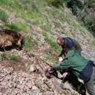 Los Agentes Rurales encontraron la cabra muerta del rebaño de Conca de Dalt. 