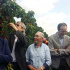 Olona y Ansón, a la izquierda, y Jose Luis Pérez, a la derecha, en una finca de cerezos de Fraga.