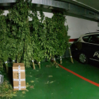 Vista de las plantas de marihuana intervenidas en la finca ganadera de Mollerussa el pasado miércoles 19 de septiembre. 
