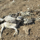 Algunes ovelles van morir per desnutrició.