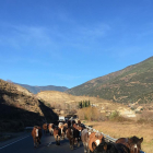 La manada de caballos en su viaje desde los pastos de alta montaña hasta Ribera de Montardit.