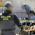 Investiguen dues explotacions ramaderes lleidatanes per alterar la traçabilitat dels vedells