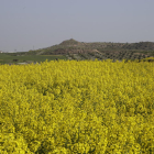 Imatge d’un camp de colza florit a la zona de l’Urgell.