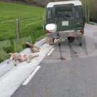 Vista de los animales abatidos al lado de la carretera el pasado mes de mayo en Sarroca de Bellera