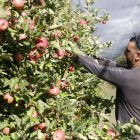 Los productores de Lleida han iniciado esta semana la cosecha de la manzana Pink Lady.