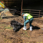 Una de las vacas halladas muertas en la explotación de Torregrossa.