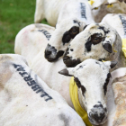 Las ovejas con lazos amarillos y la palabra “llibertat” pintada sobre el lomo tras esquilarlas.