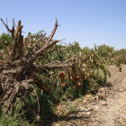 La Generalitat proposa un pla d’arrancada d’arbres de fins a 2.000 hectàrees, que suposaria unes 80.000 tones de fruita.