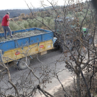 Olivos dañados por el fuego la semana pasada en Maials, al inicio de la campaña de la oliva.