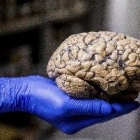 El cerebro humano se actualiza para acostumbrarse a lo inesperado