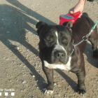 Un dels gossos rescatats el cap de setmana a Rosselló.