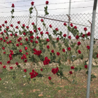 La presó d'Alcalá-Meco, banyada de roses
