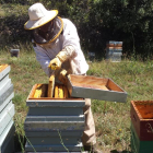 Imagen de un apicultor manipulando los paneles de abejas.