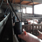 Imatge d’una granja de porcs a la comarca del Pla d’Urgell.