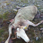 Imagen de la oveja muerta en el Pla de Beret.