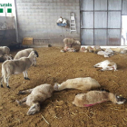 Algunos de los animales muertos en la granja de Ponts