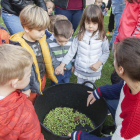 Los niños, recogieron las aceitunas de los árboles. 