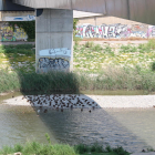 Los  patos que se bañaban ayer en el río Segre se resguardaban bajo la sombra de la pasarela de los Camps Elisis. 