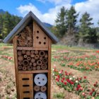 Arriba la primavera i els insectes busquen hotel i si pot ser que tingui bones vistes i un gran jardí