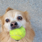VOLS JUGAR AMB MI? Aquest és en Kiko, un gosset molt divertit, afectuós i que sempre està preparat per jugar amb la seva pilota.