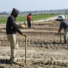 En una sola jornada, el pasado jueves, se plantaron las 6 primeras hectáreas.