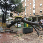 El árbol que cayó junto a un puesto de la ONCE en el barrio del Secà, en Lleida.