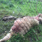 Uno de los tres animales hallados muertos ayer en Bagergue.