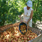 Imatge d’arxiu de collita d’albercocs en una finca de Lleida.