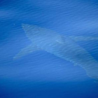 Avistan junto a Cabrera el primer tiburón blanco filmado en España en décadas