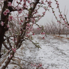 Árboles floridos en medio de campos nevados ayer en Aitona, en la zona de las rutas de Fruiturisme.