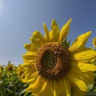 Brussel·les dóna llum verda a restringir pesticides nocius per a les abelles