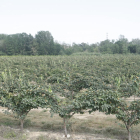 Fincas cultivadas cerca del río Segre a su paso por el municipio de Aitona.