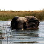 Un elefant a Botswana, a l’estrena d’‘Instint salvatge’.