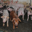 Imatge d'arxiu d'una granja de porcs.