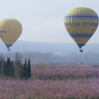 Visites en globus als camps florits d’Aitona.