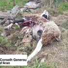 Imagen de la oveja muerta en Bausen tras el ataque del oso Goiat. 