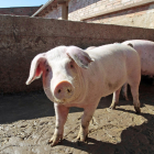 La meta és evitar que la PPA entri a les granges porcines germàniques.