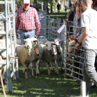 L’ovella xisqueta és una raça pallaresa autòctona molt apreciada per les propietats de la seua llana.