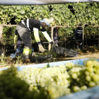 Buena parte de los viñedos de bodegas de Costers del Segre son ecológicos.
