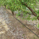 Imatge de pedra ahir en una finca d’Utxesa.