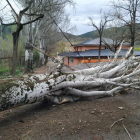 L’arbre que va caure ahir al pati del col·legi Albert Vives de la Seu d’Urgell.