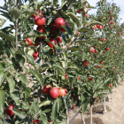 Imagen de una finca productora de manzana roja el pasado verano.