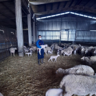 Els ramaders del sector oví viuen una profunda crisi per la caiguda del consum.