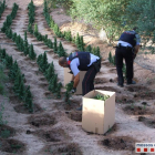 Els Mossos van trobar 1.800 plantes de marihuana a Flix.