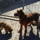 Imagen de la perra y su cachorro abandonados en Montornès. 